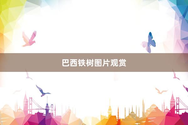 巴西铁树图片观赏